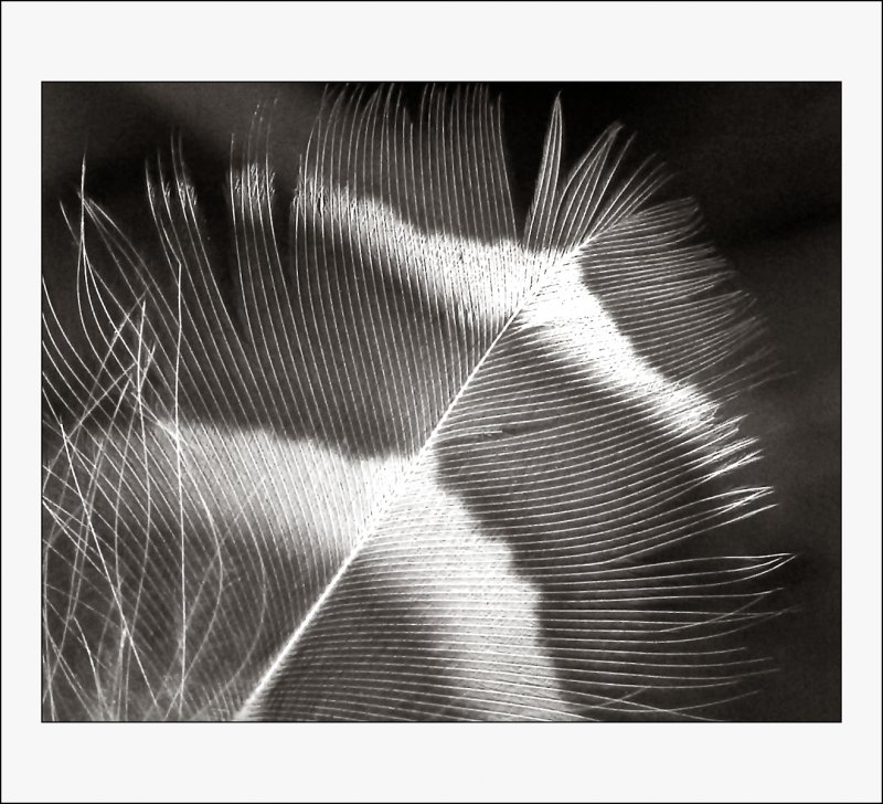 Feather