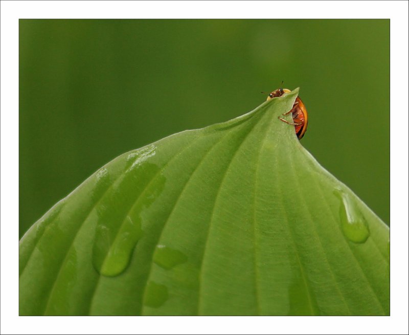 Peek-a-boo Ladybug