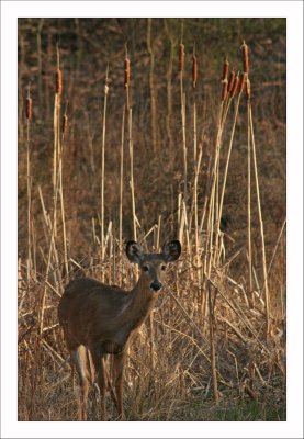 Deer in the Cattails