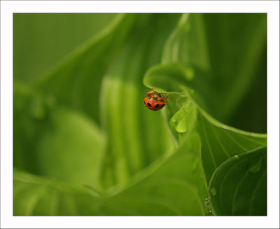 Upside Ladybug