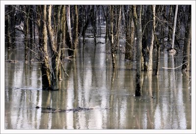 Dundee Swamp