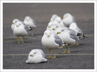 Parking Lot Gulls