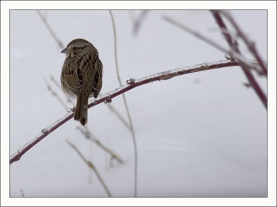 Sparrow on Icy Branch