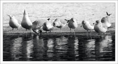 Gulls in a Row