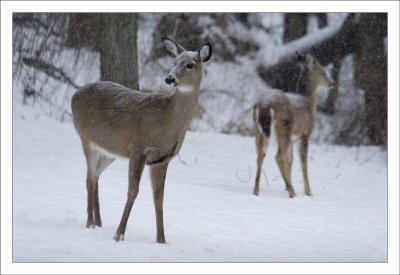 Snowy Deer