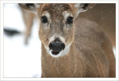 Faces that are Deer to me