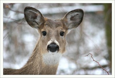 Faces that are Deer to me