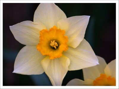 Star Daffodil