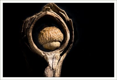 Knot Hole and Acorn
