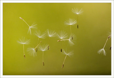 Dandelion Seeds