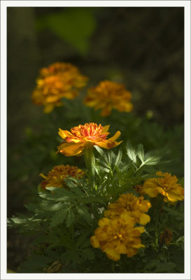 Marigolds in the Morning