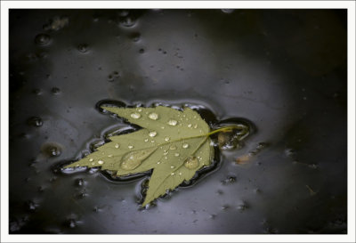 Maple Leaf on Pond
