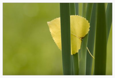 Yellow Leaf in Reeds