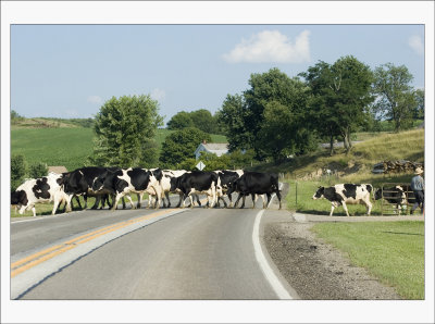 Cow Crossing