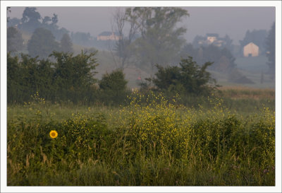 Lone Sun Flower