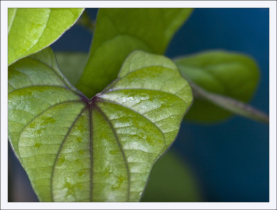 Potato Vine Leaves