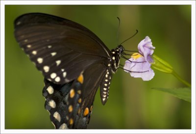 Swallowtail Butterfly