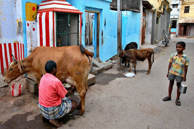 Waiting for fresh milk