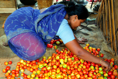 Don't squeeze the tomatoes !