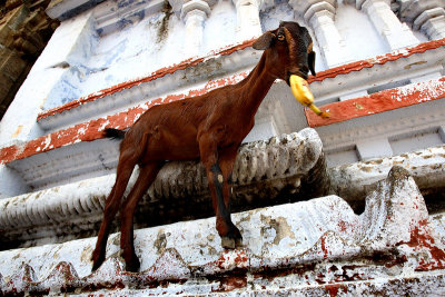 The Temple Goat