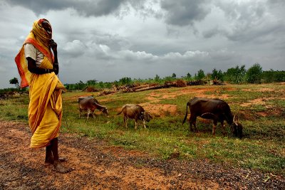 Old woman and her buffalos