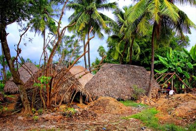 Farmer's palm leafs huts