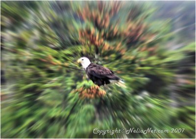 Eagle