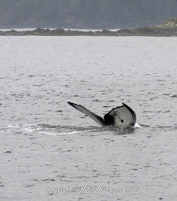This is Spot, the Whale