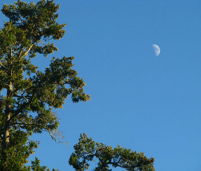 Redwood Moon