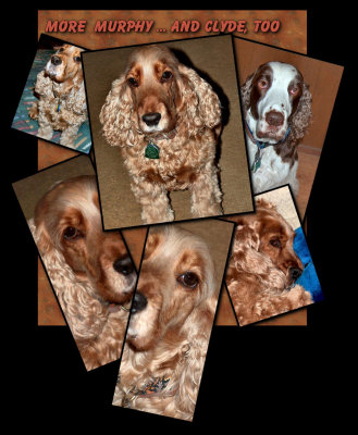 Collage of Dogs