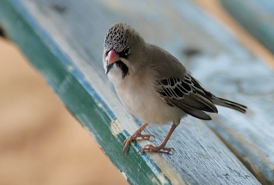 DSC_6320.jpg