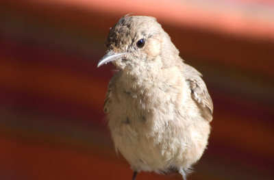 DSC_6330.jpg