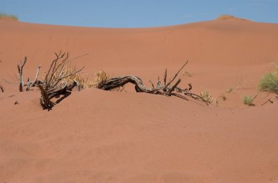 DSC_6351.jpg