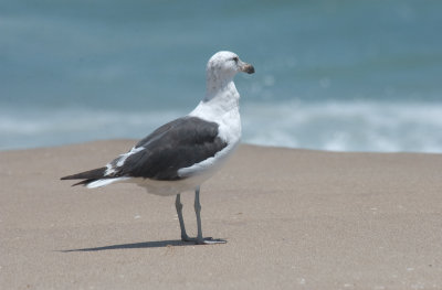 DSC_6595.jpg