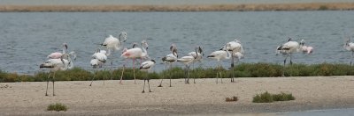 DSC_6609.jpg