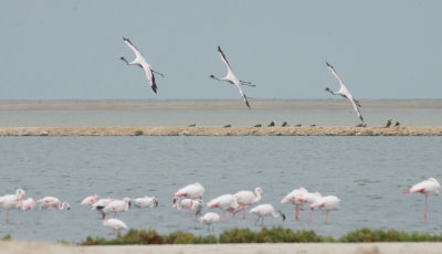 DSC_6610.jpg