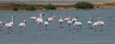 DSC_6620.jpg