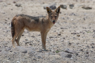 DSC_6639.jpg