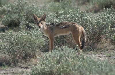 DSC_7169.jpg