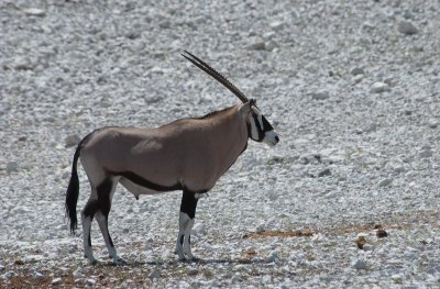 DSC_7182.jpg