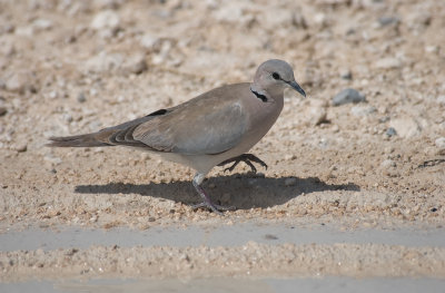 DSC_7257.jpg