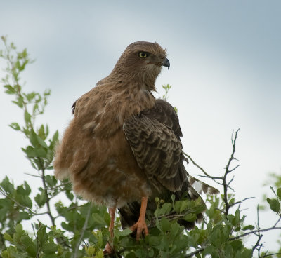 DSC_7275.jpg
