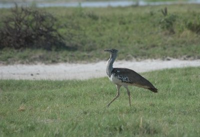 DSC_7294.jpg