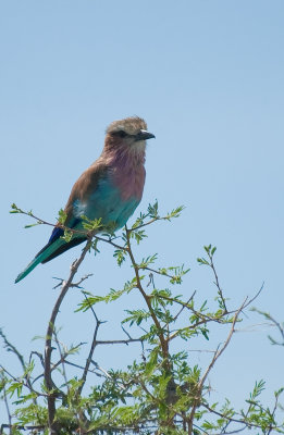 DSC_7306.jpg