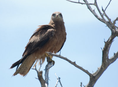 DSC_7337.jpg