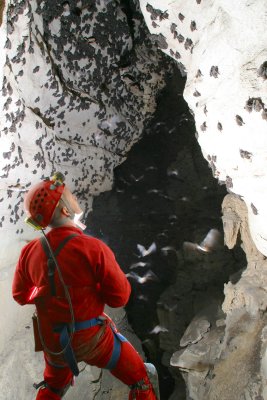 Fern Cave Bat Study