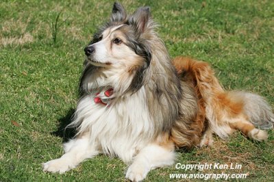 Shelties