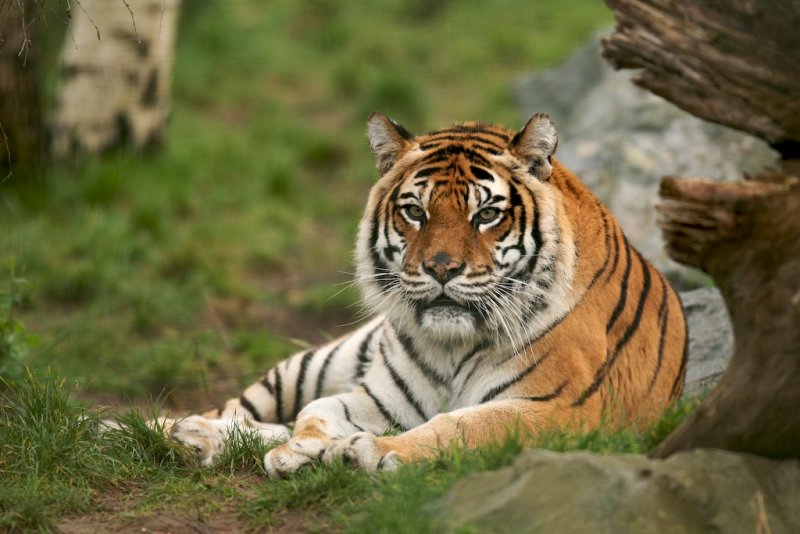 tigerred.jpg