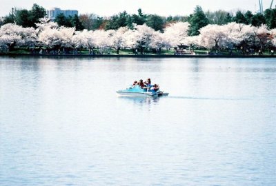 Laguna y Cherry Blossom