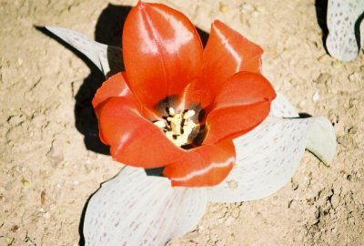 Tulipan Rojo